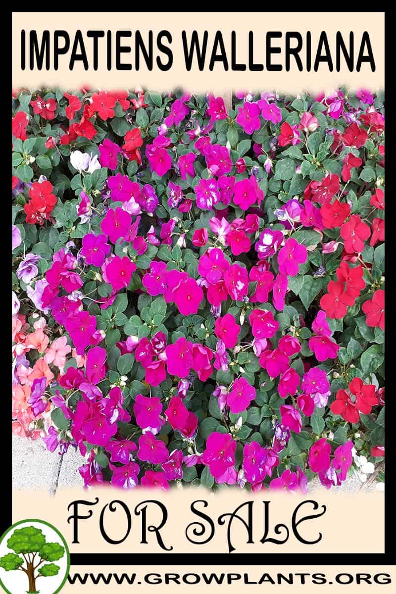 Impatiens walleriana
