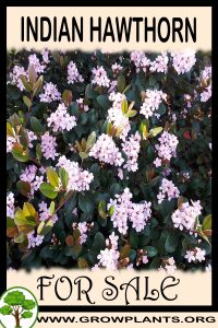 Indian hawthorn tree for sale