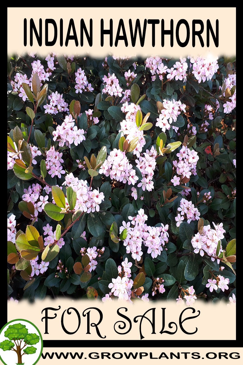Indian hawthorn tree