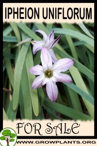 Ipheion uniflorum for sale