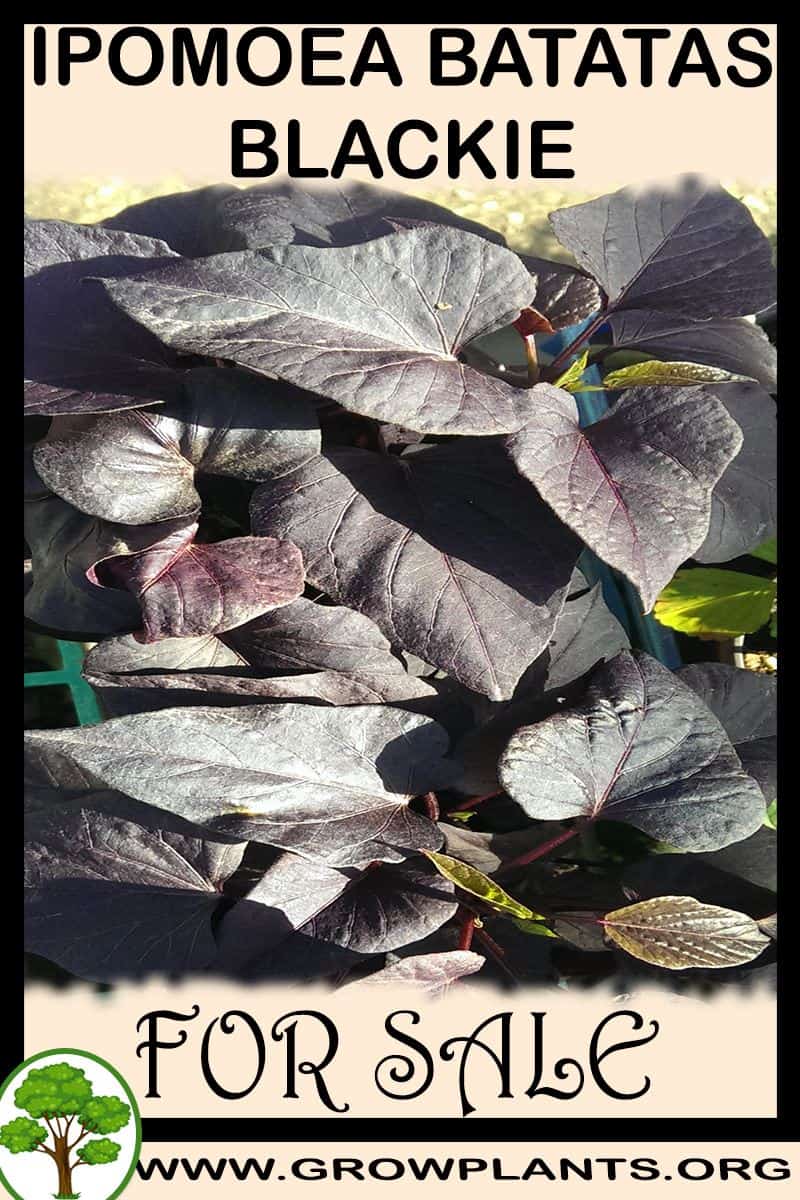 Ipomoea batatas Blackie