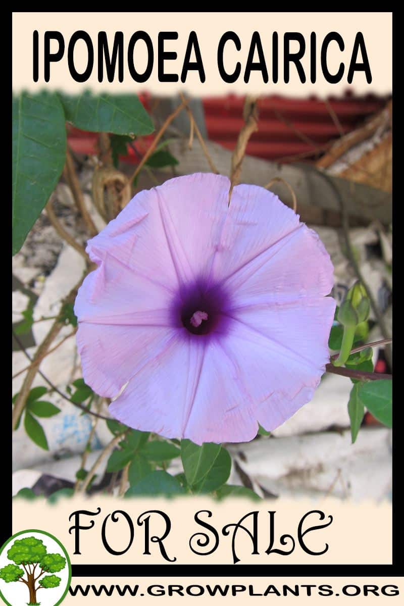 Ipomoea cairica