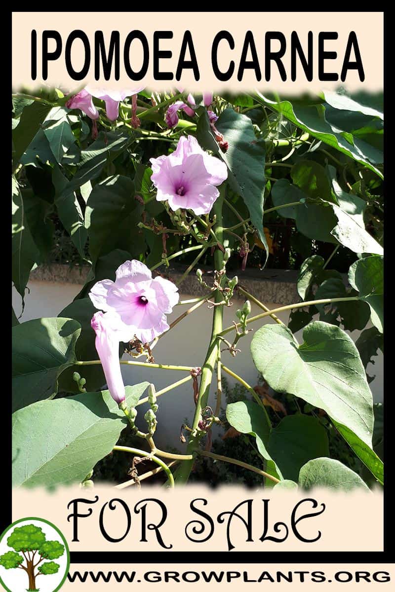 Ipomoea carnea