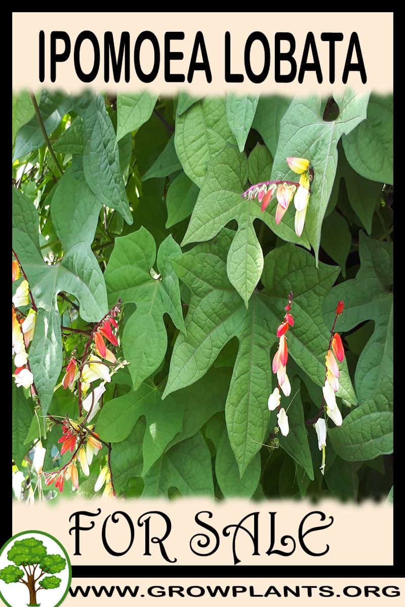 Ipomoea lobata