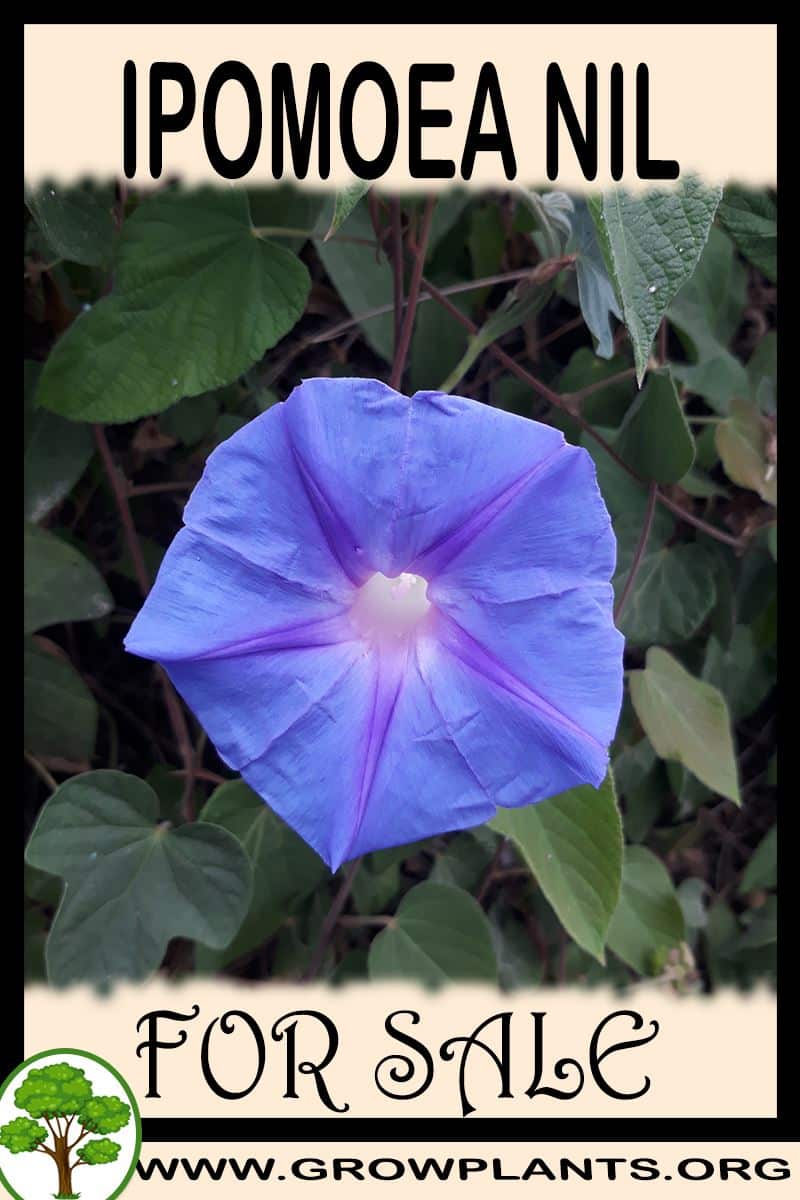 Ipomoea nil