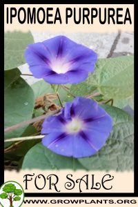 Ipomoea purpurea for sale