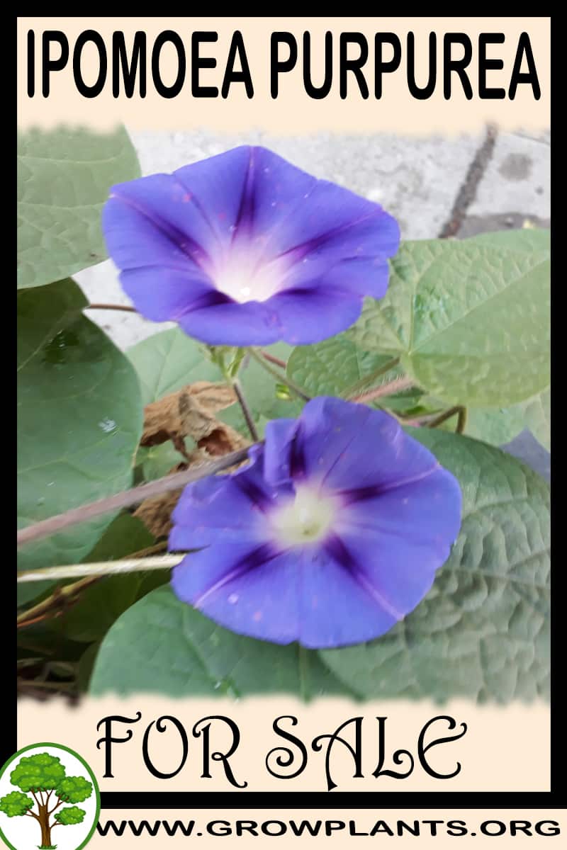 Ipomoea purpurea