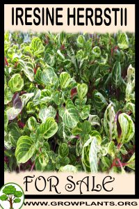 Iresine herbstii for sale