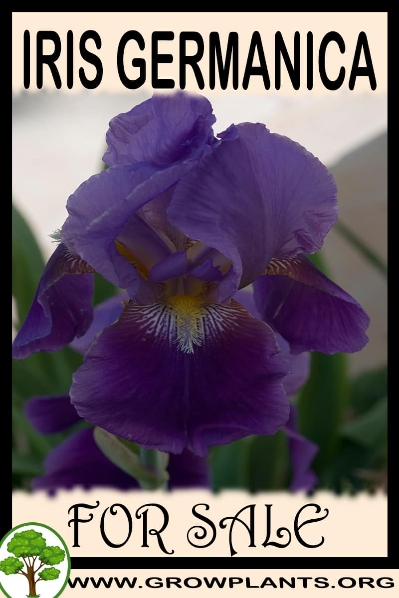 Iris germanica