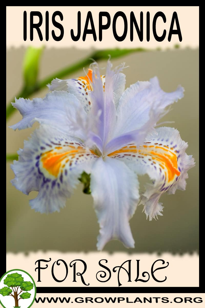 Iris japonica