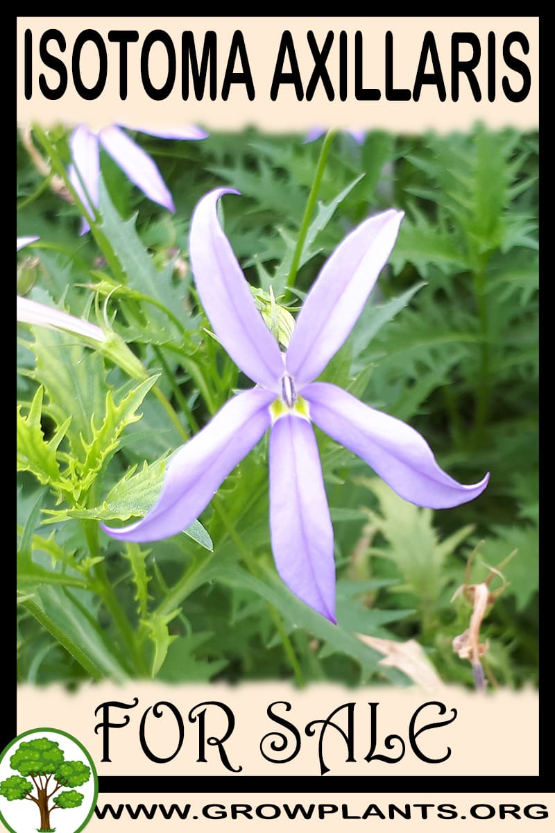 Isotoma axillaris