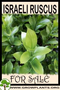 Israeli Ruscus for sale