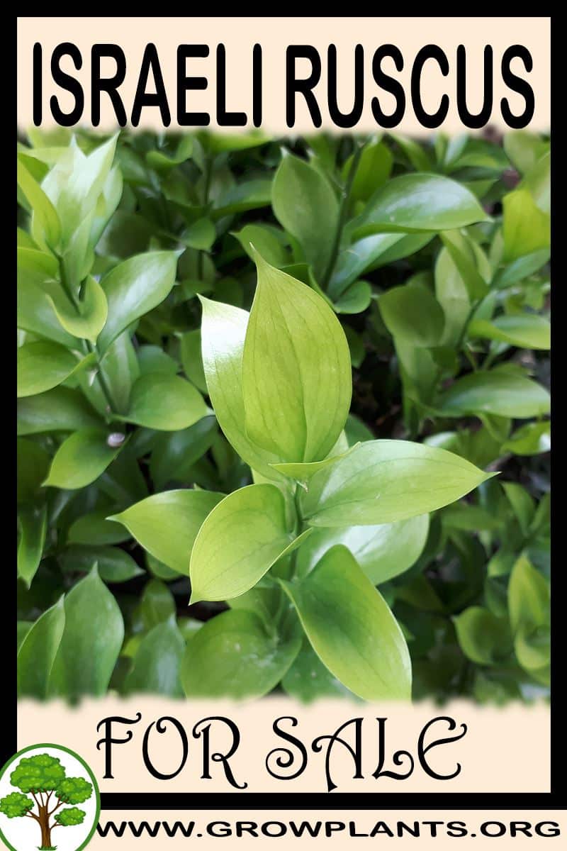 Israeli Ruscus