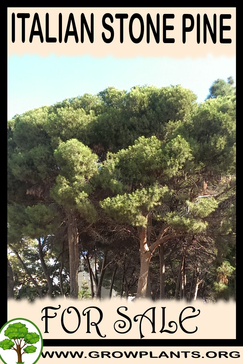 Italian stone pine