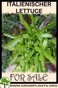 Italienischer lettuce for sale