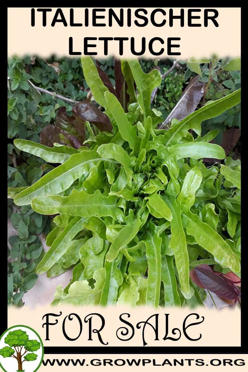 Italienischer lettuce