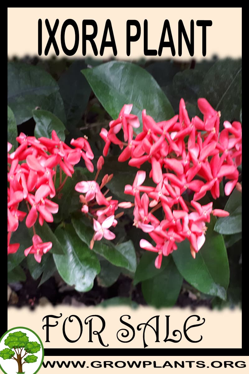 Ixora