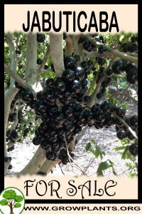 Jabuticaba for sale