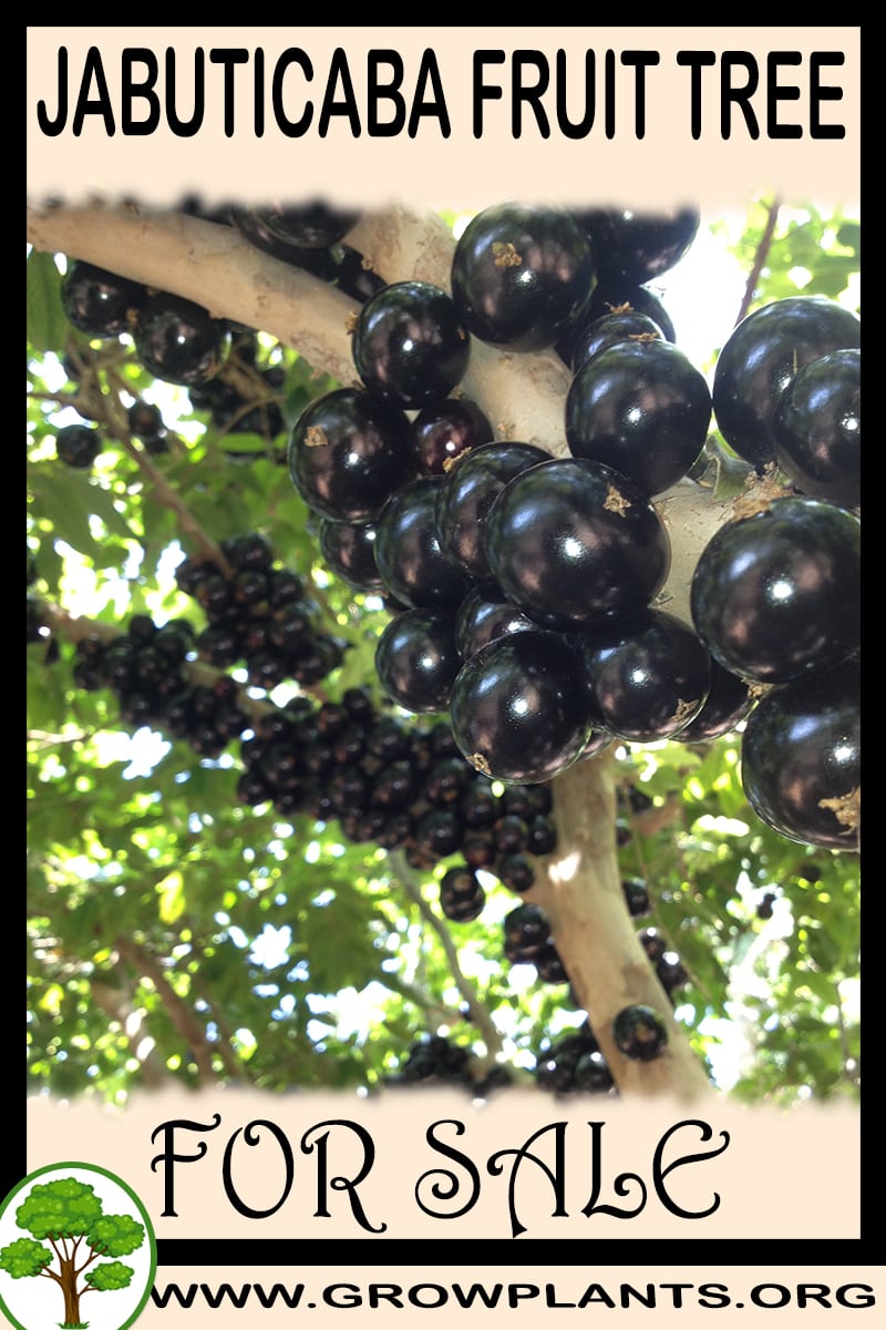 Jabuticaba fruit tree