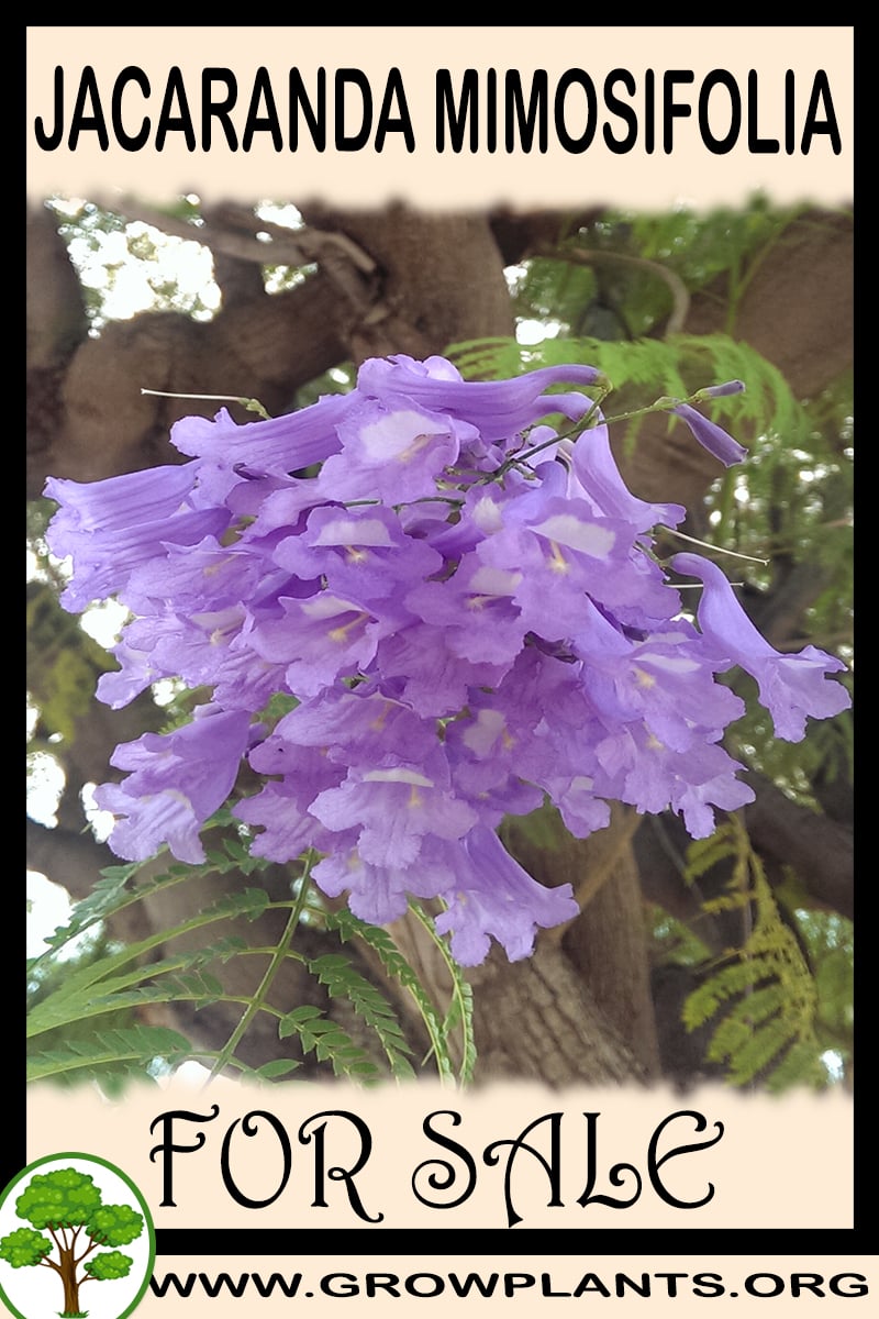 Jacaranda mimosifolia