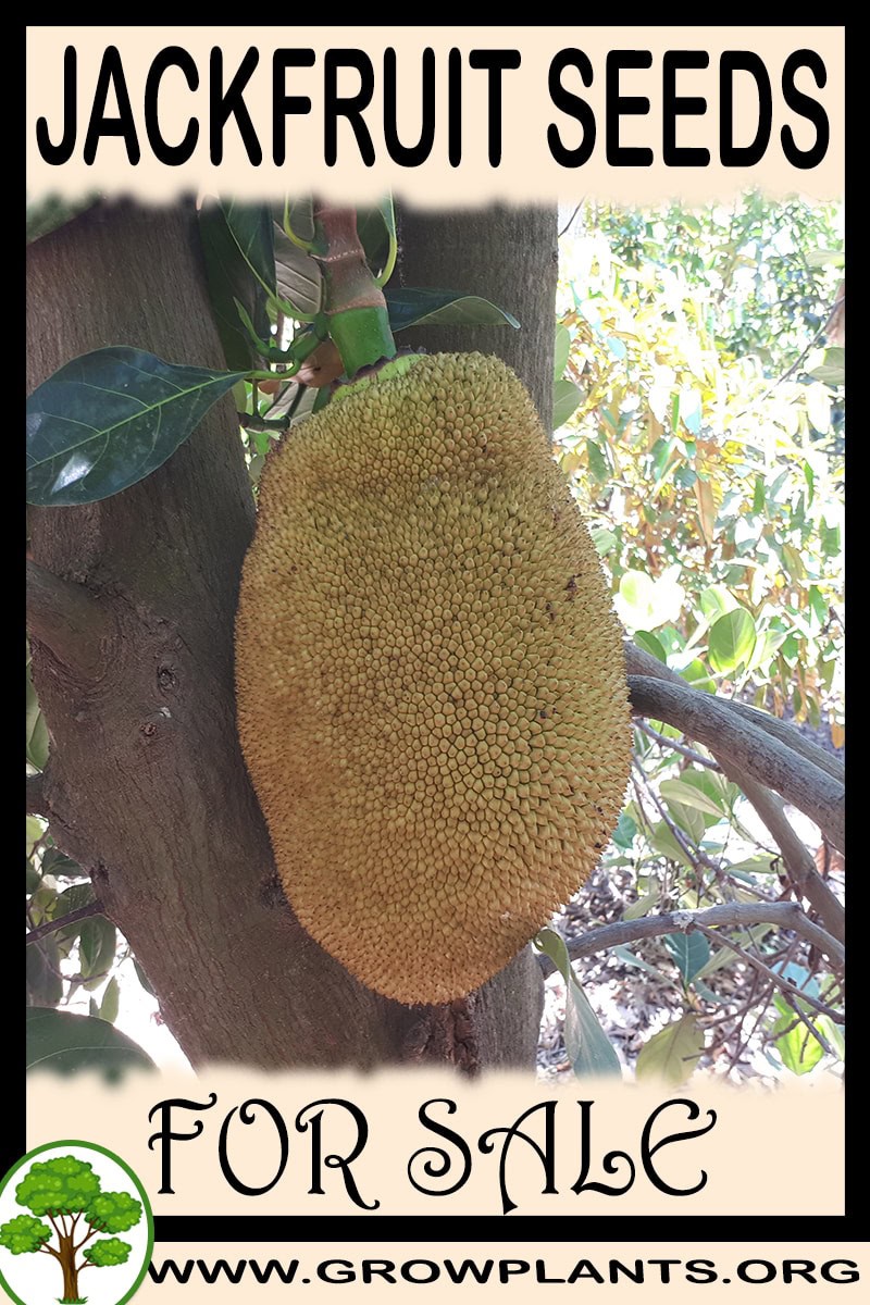 Jackfruit seeds