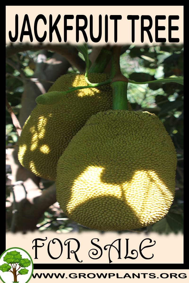 Jackfruit tree