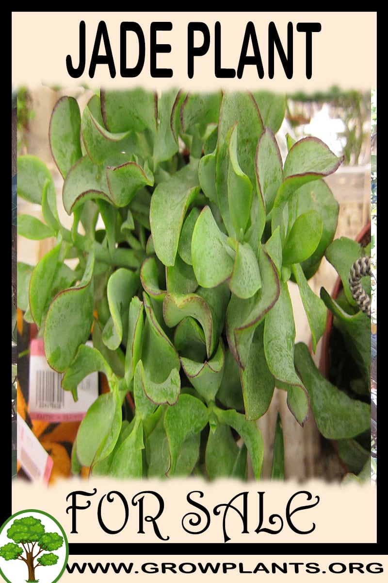 Jade Plant