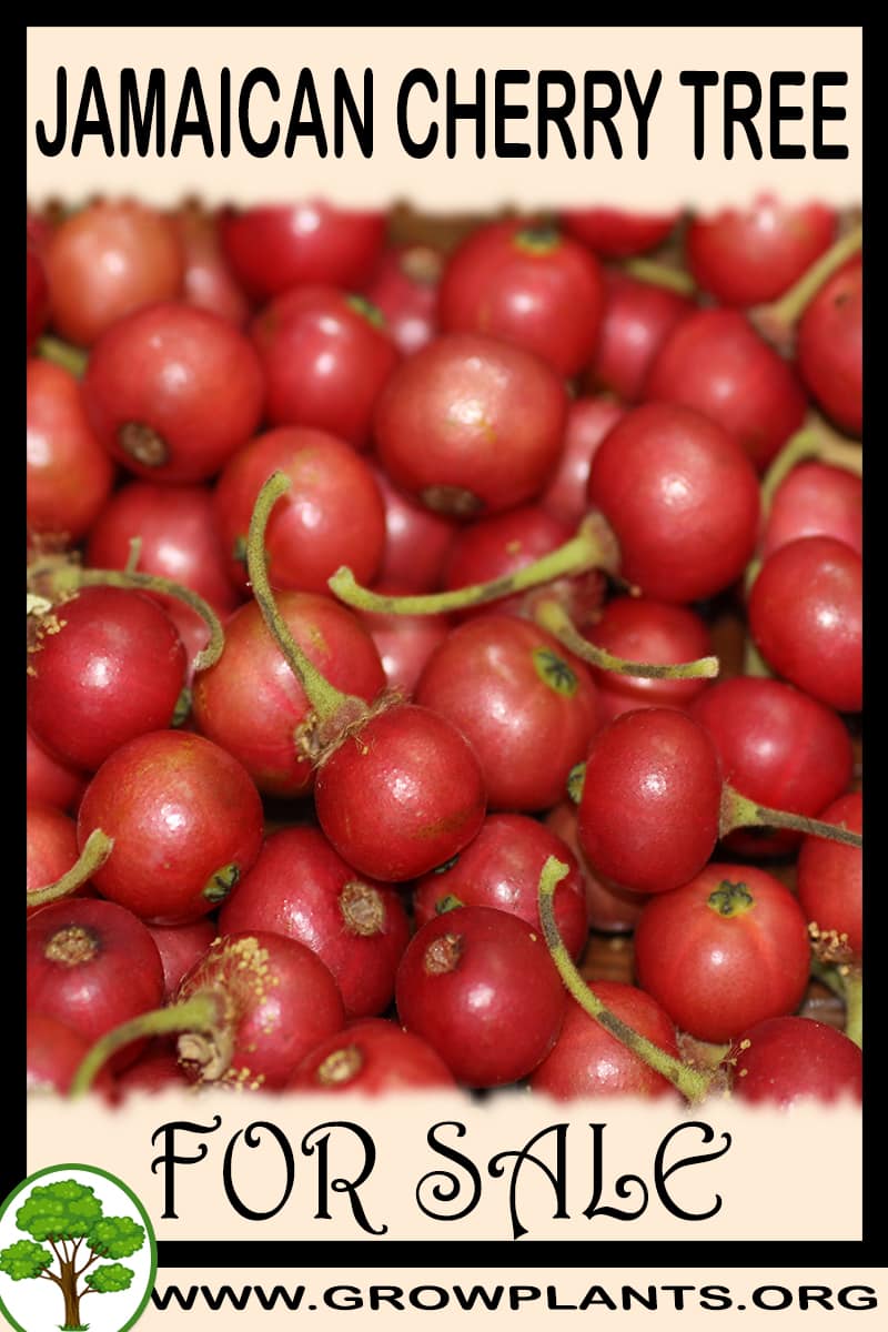 Jamaican cherry tree