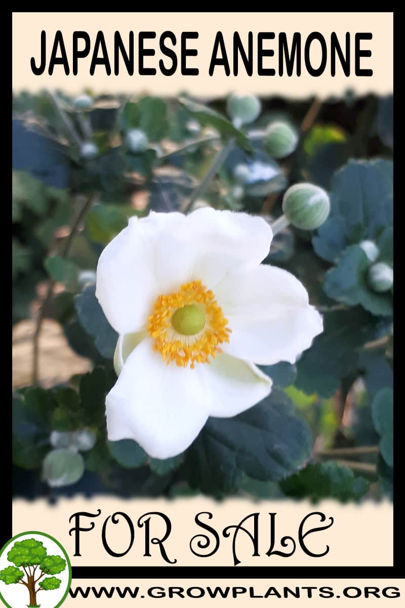 Japanese anemone