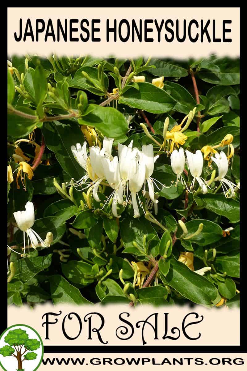Japanese honeysuckle