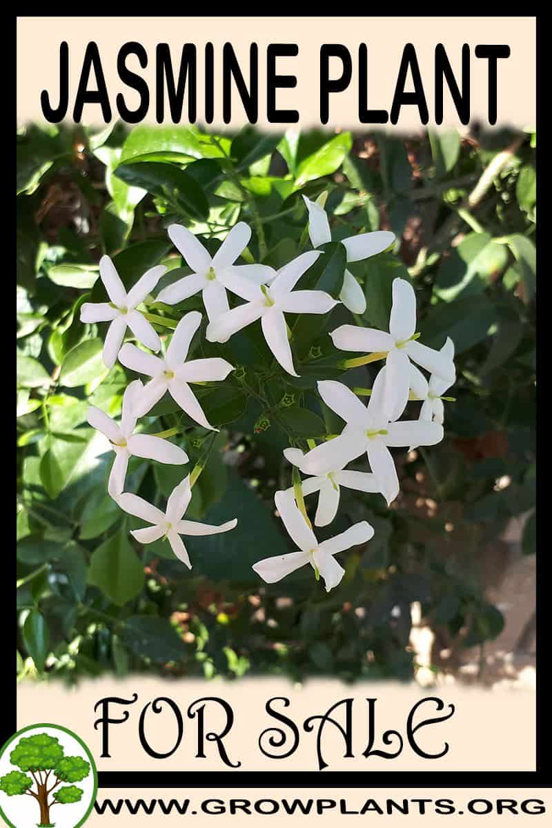 Jasmine