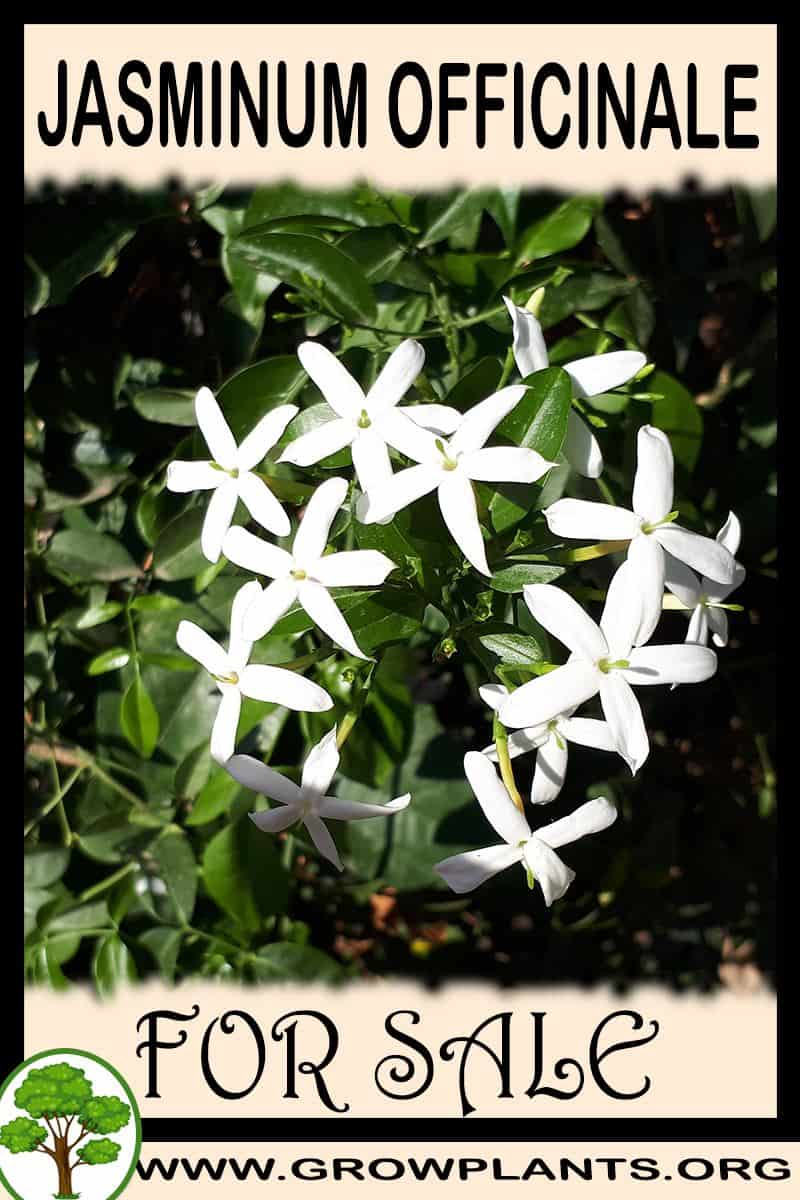 Jasminum officinale