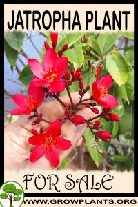 Jatropha for sale