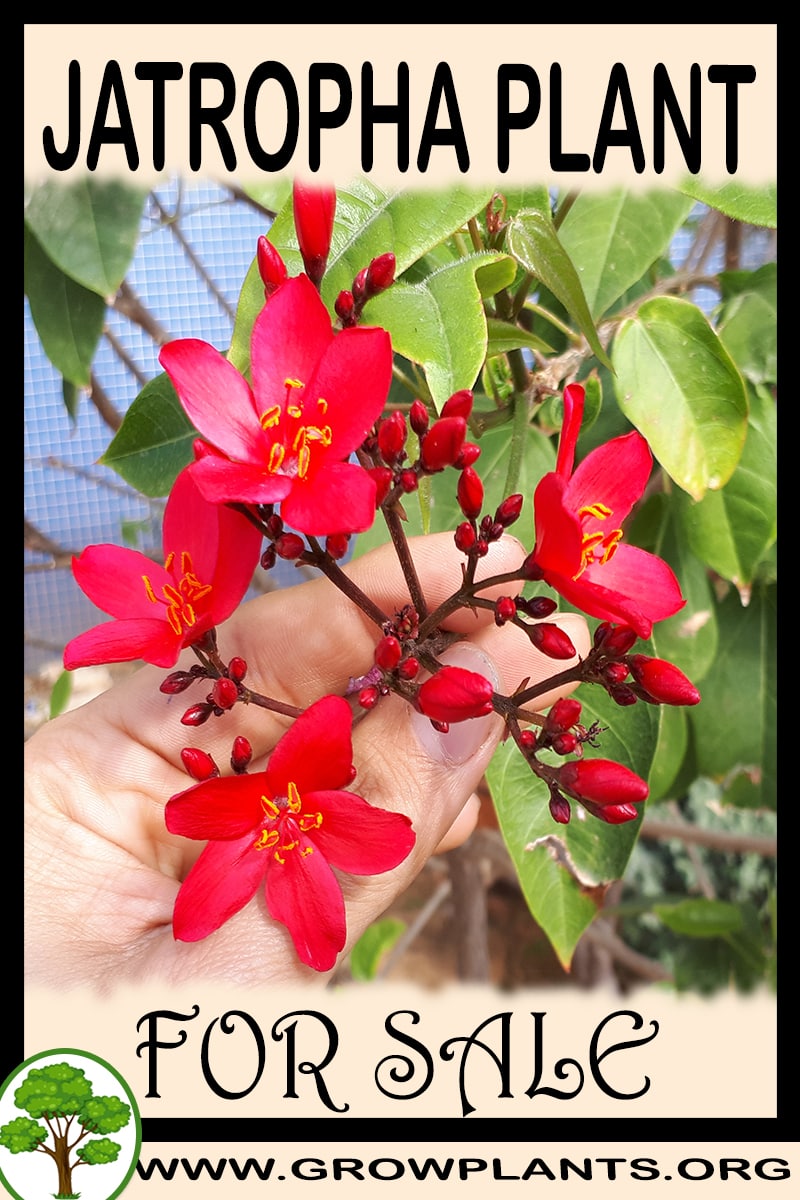 Jatropha