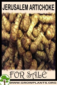 Jerusalem artichoke for sale