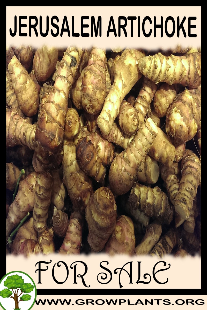 Jerusalem artichoke