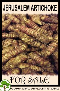 Jerusalem artichoke tubers for sale