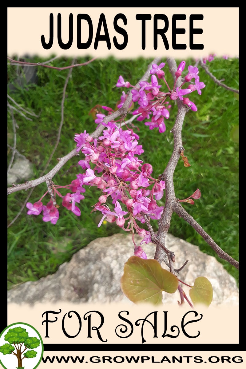Judas tree