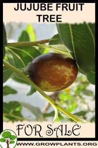 Jujube fruit tree for sale