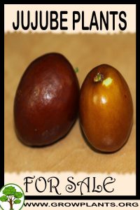 Jujube plants for sale