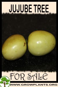 Jujube tree for sale
