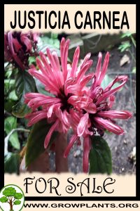Justicia carnea for sale