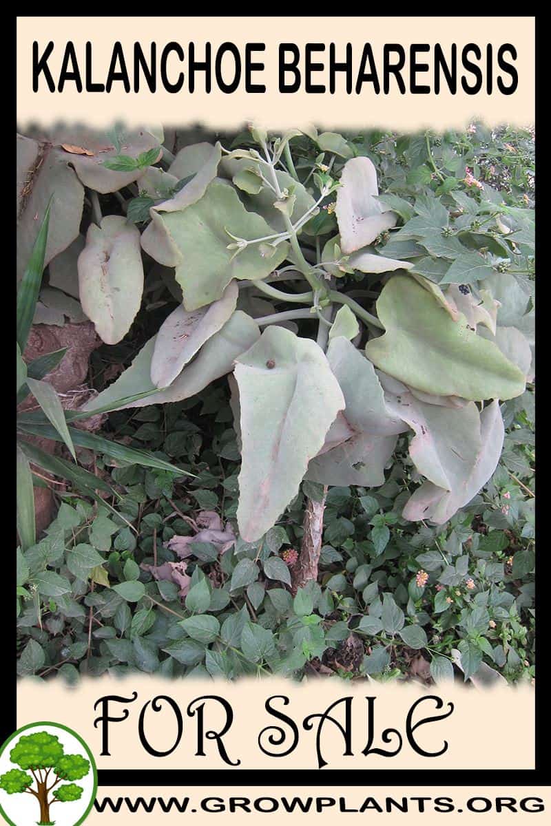 Kalanchoe beharensis