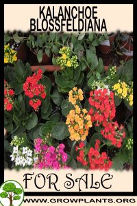 Kalanchoe blossfeldiana for sale