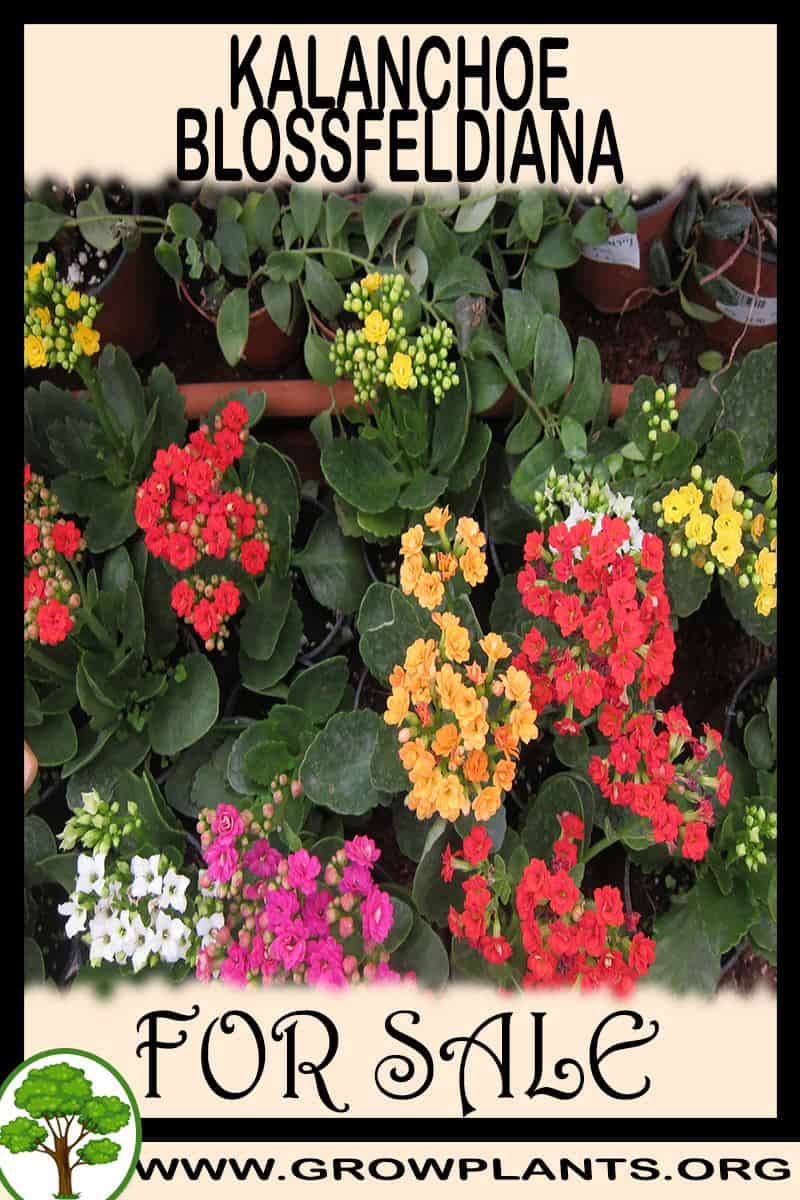 Kalanchoe blossfeldiana