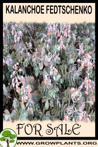 Kalanchoe fedtschenkoi for sale