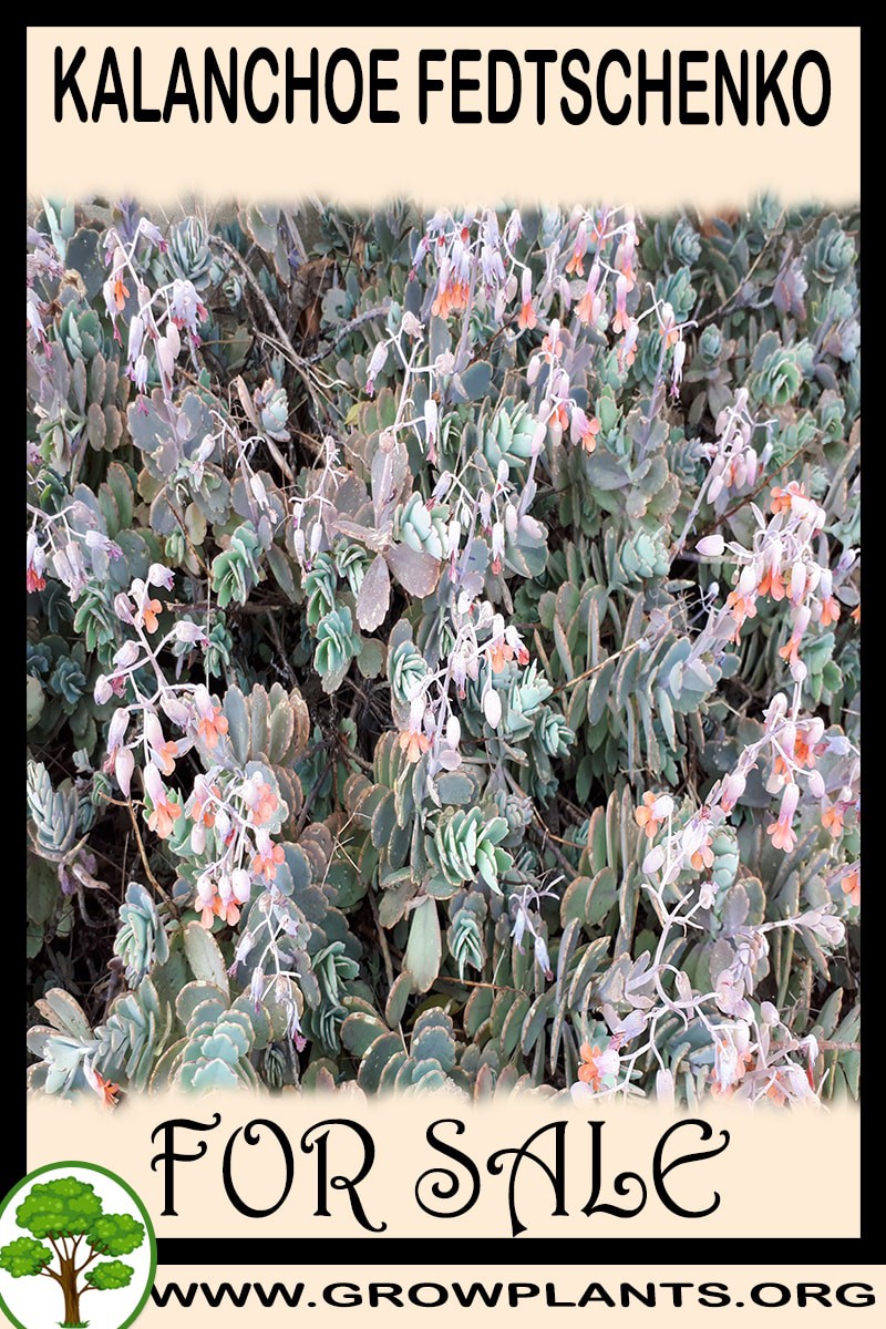 Kalanchoe fedtschenkoi