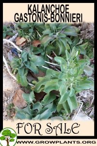 Kalanchoe gastonis-bonnieri for sale