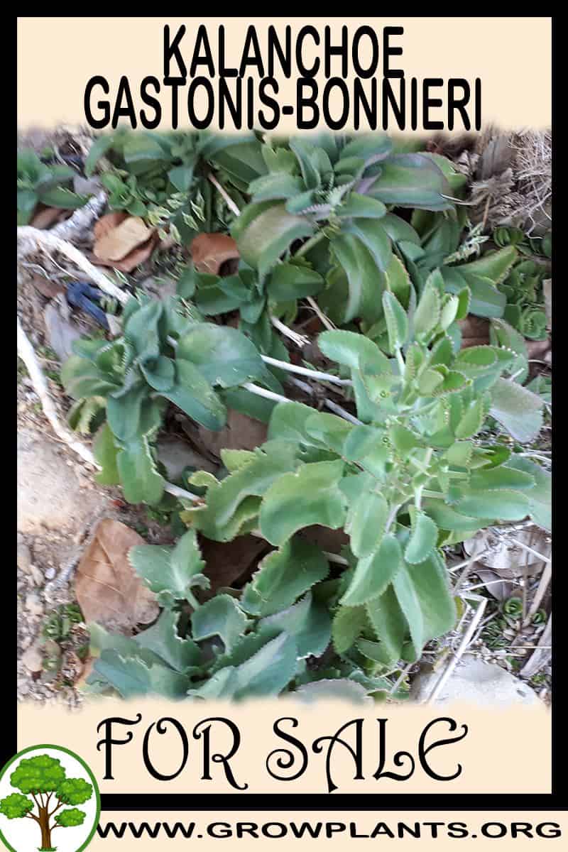 Kalanchoe gastonis-bonnieri
