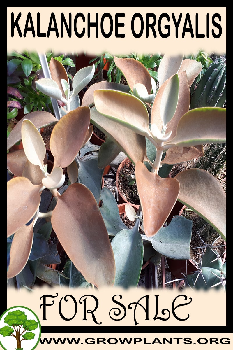 Kalanchoe orgyalis